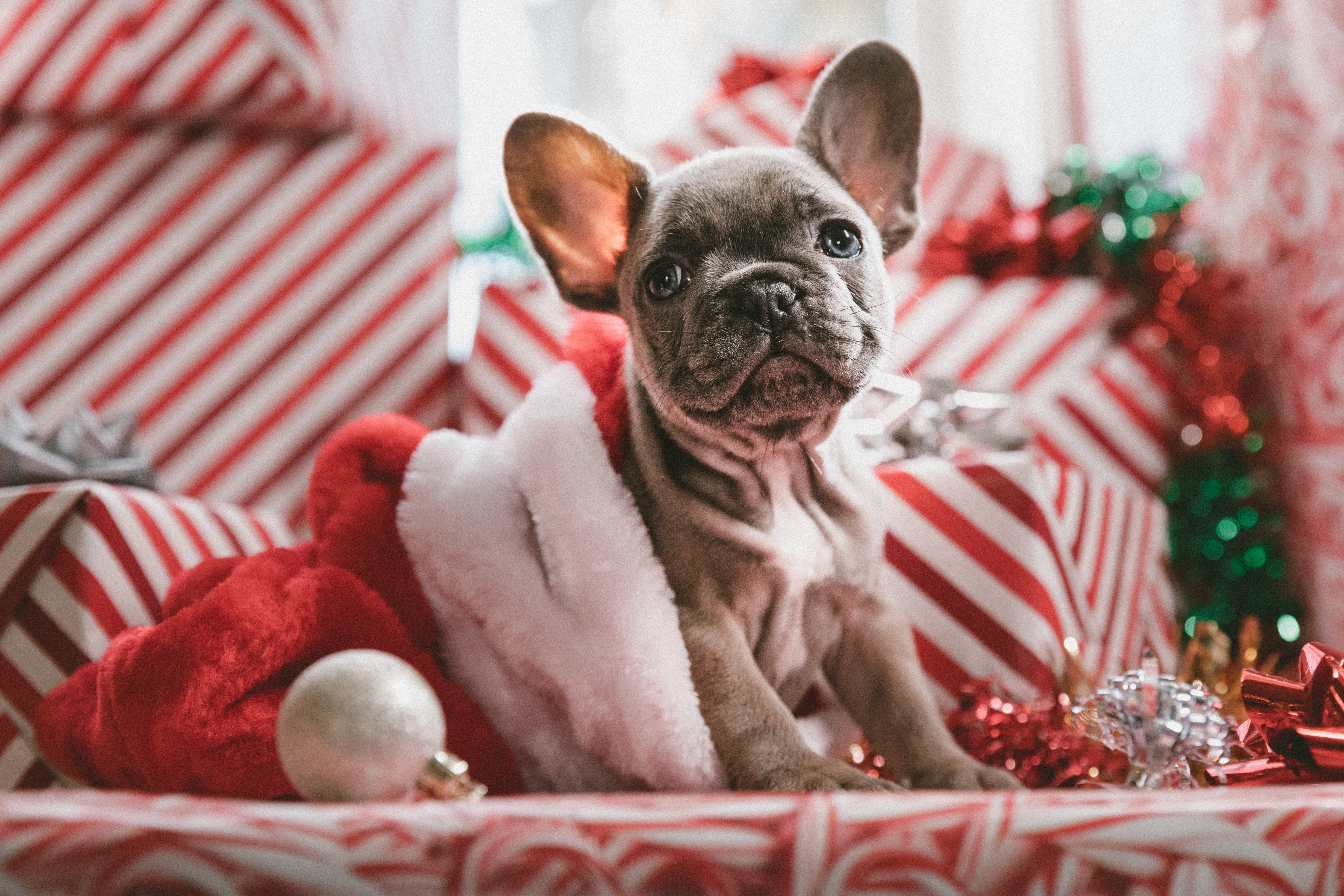 Christmas Names for Dogs