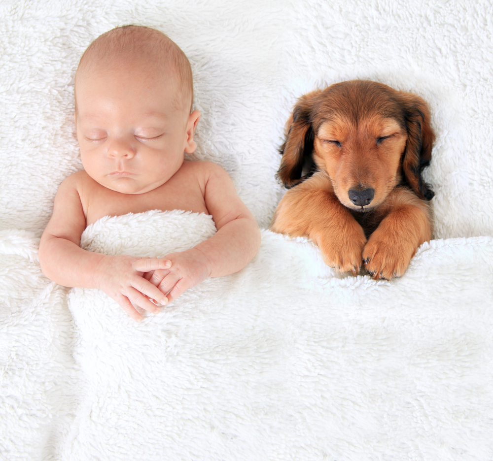 Boy Baby Names: Gone to the Dogs?