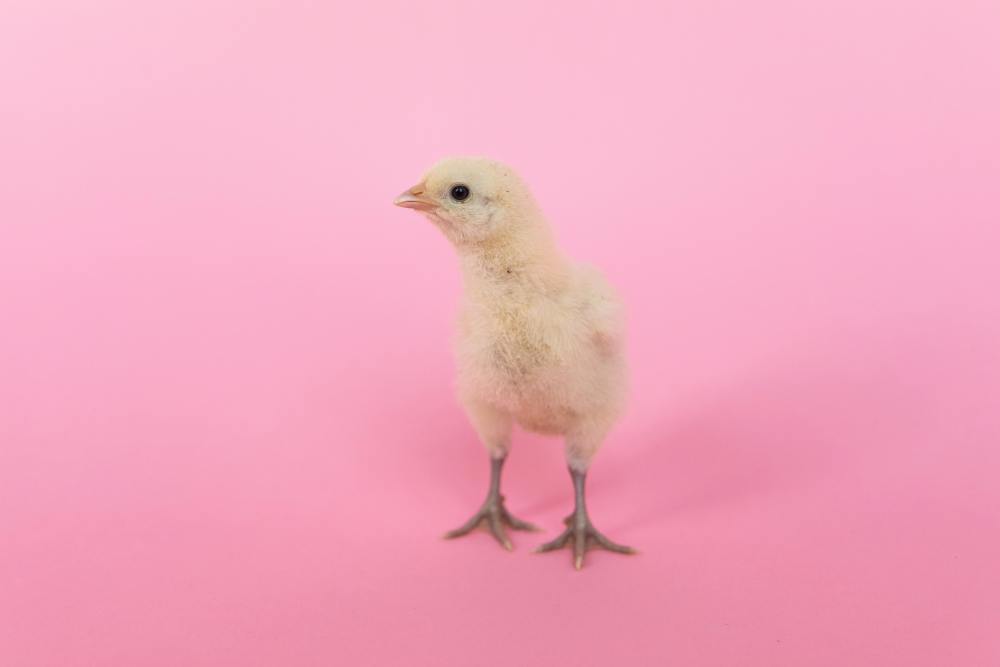 chicken-names-nameberry