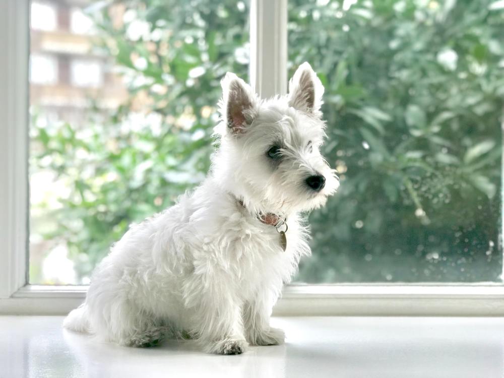 white-dog-names-nameberry