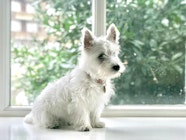 White Dog Names Nameberry