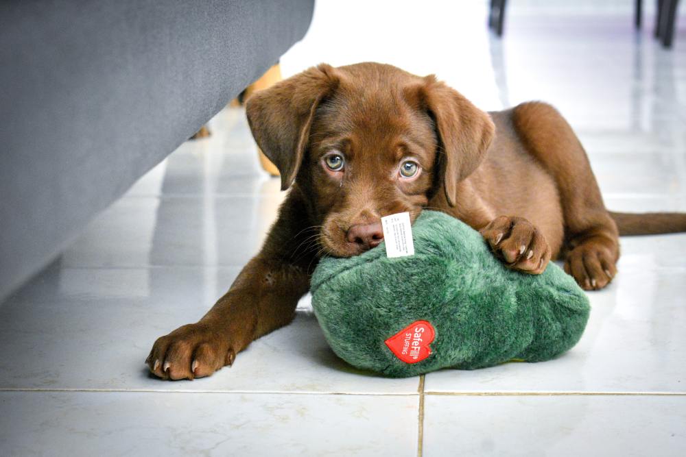 brown-dog-names-nameberry