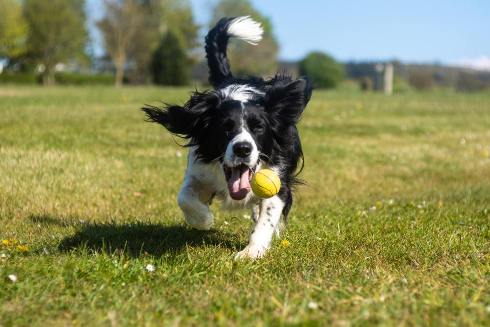 popular-male-dog-names-nameberry