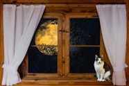 Cat Names That Mean Moon Nameberry