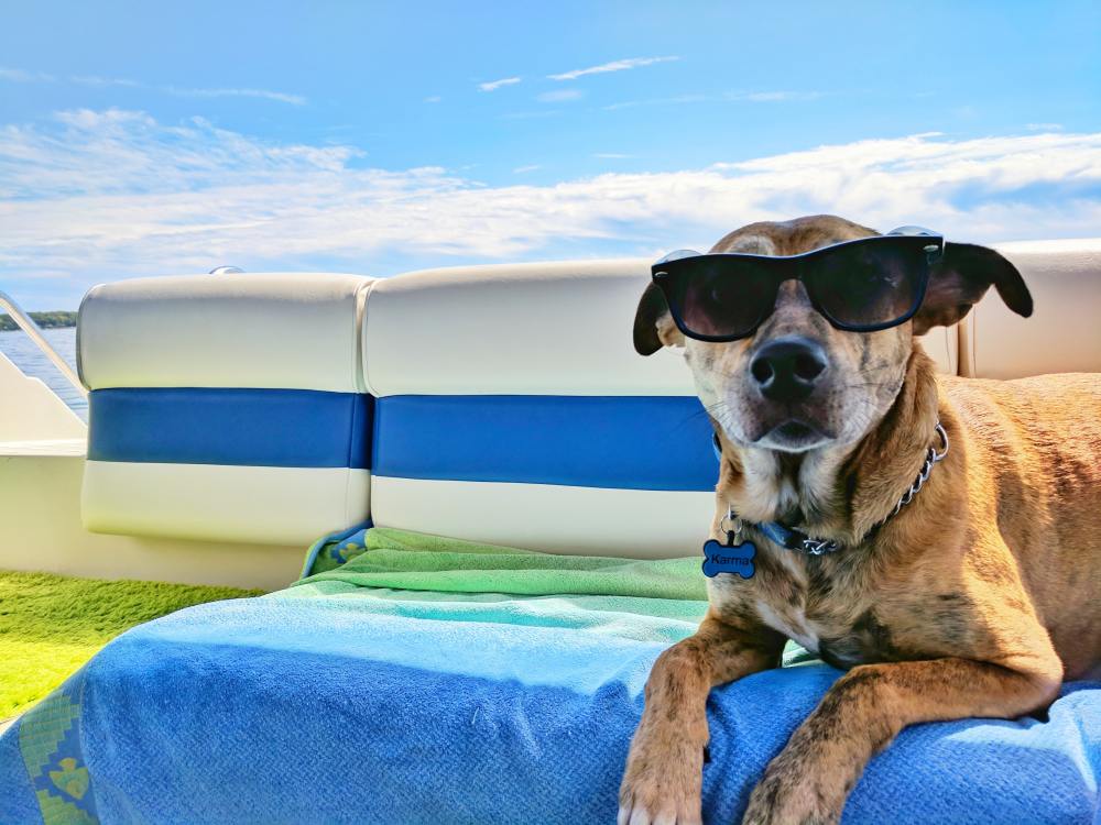 Dog Names That Mean Blue Nameberry
