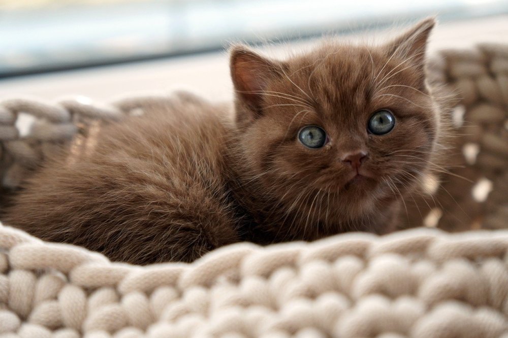 brown-cat-names-nameberry