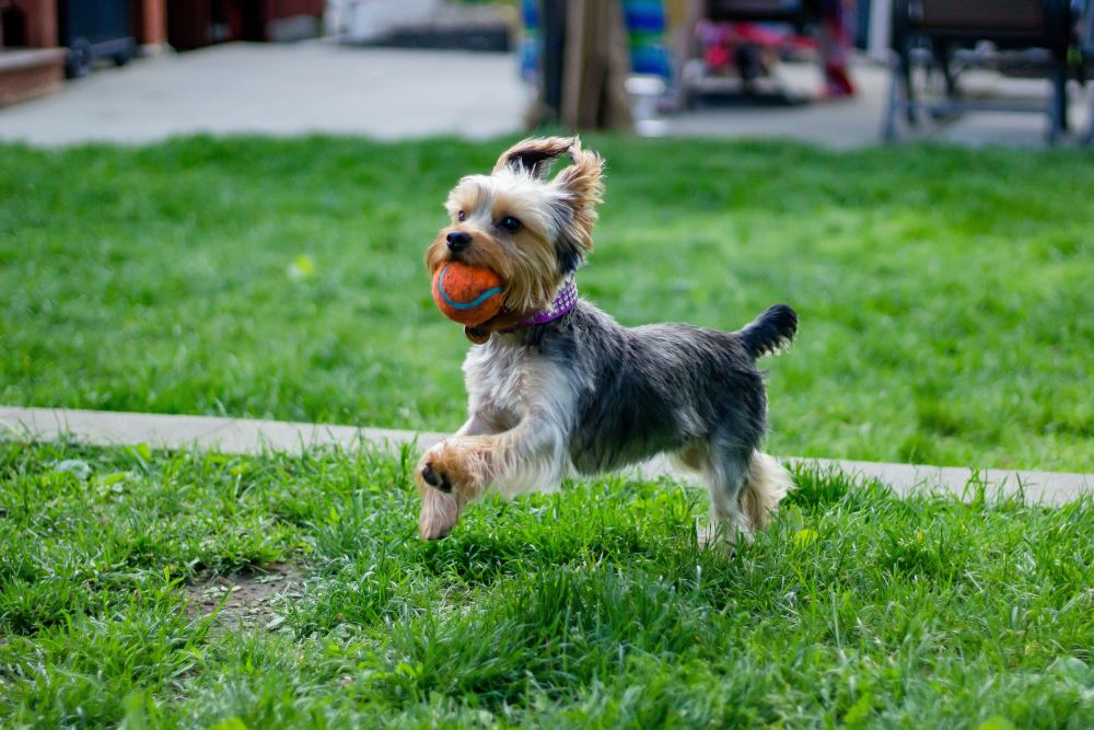 dog-names-that-start-with-o-nameberry