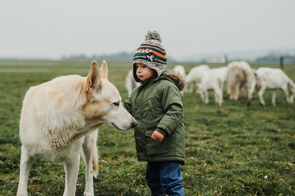 dog-names-that-mean-strong-brave-or-powerful-nameberry